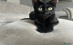 Bengal cats for sale: Two adorable Blue/Melanistic Bengal Kittens TICA  in Benfleet - Image 20