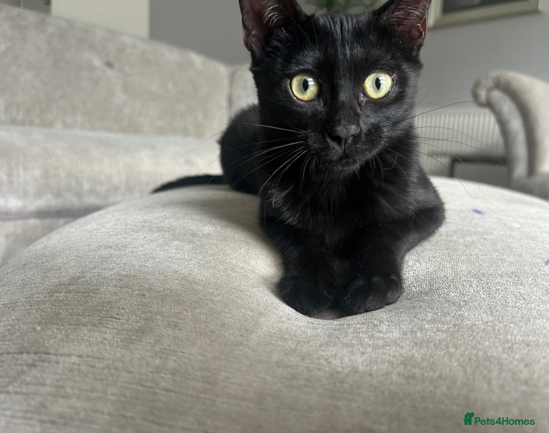 Bengal cats for sale: Two adorable Blue/Melanistic Bengal Kittens TICA  in Benfleet - Image 20