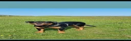 Rottweiler dogs for sale: Rottweiler Puppies Non KC Registered Litter in Gaerwen - Advert 8