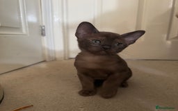 Burmese cats for sale: Beautiful Burmese boys for sale - Image 8