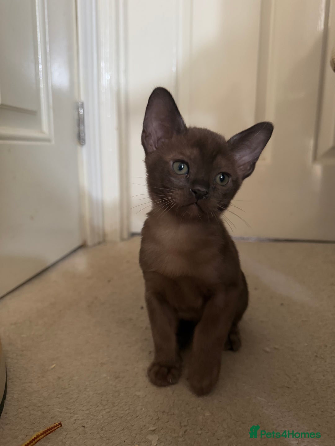 Burmese cats for sale: Beautiful Burmese boys for sale - Image 8
