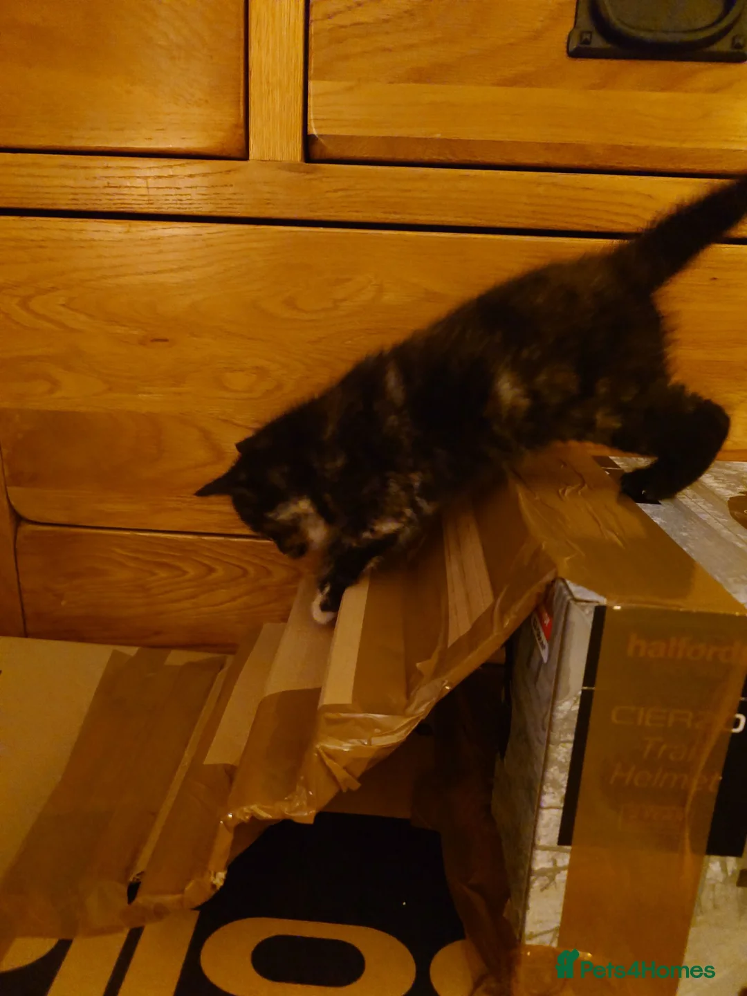 Mixed Breed cats for sale: Litter of 6 kittens ready to go to new homes! in Colchester - Advert 27