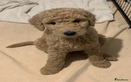 Goldendoodle dogs for sale: LAST TWO Gorgeous Goldendoodles (F1B) READY NOW! in Newcastle Emlyn - Image 10