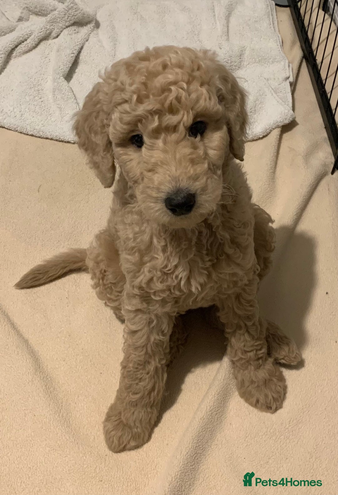 Goldendoodle dogs for sale: LAST TWO Gorgeous Goldendoodles (F1B) READY NOW! in Newcastle Emlyn - Image 10