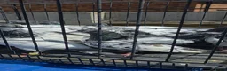 Mixed Breed birds for sale: PIGEONS FOR SALE  in High Wycombe - Advert 8