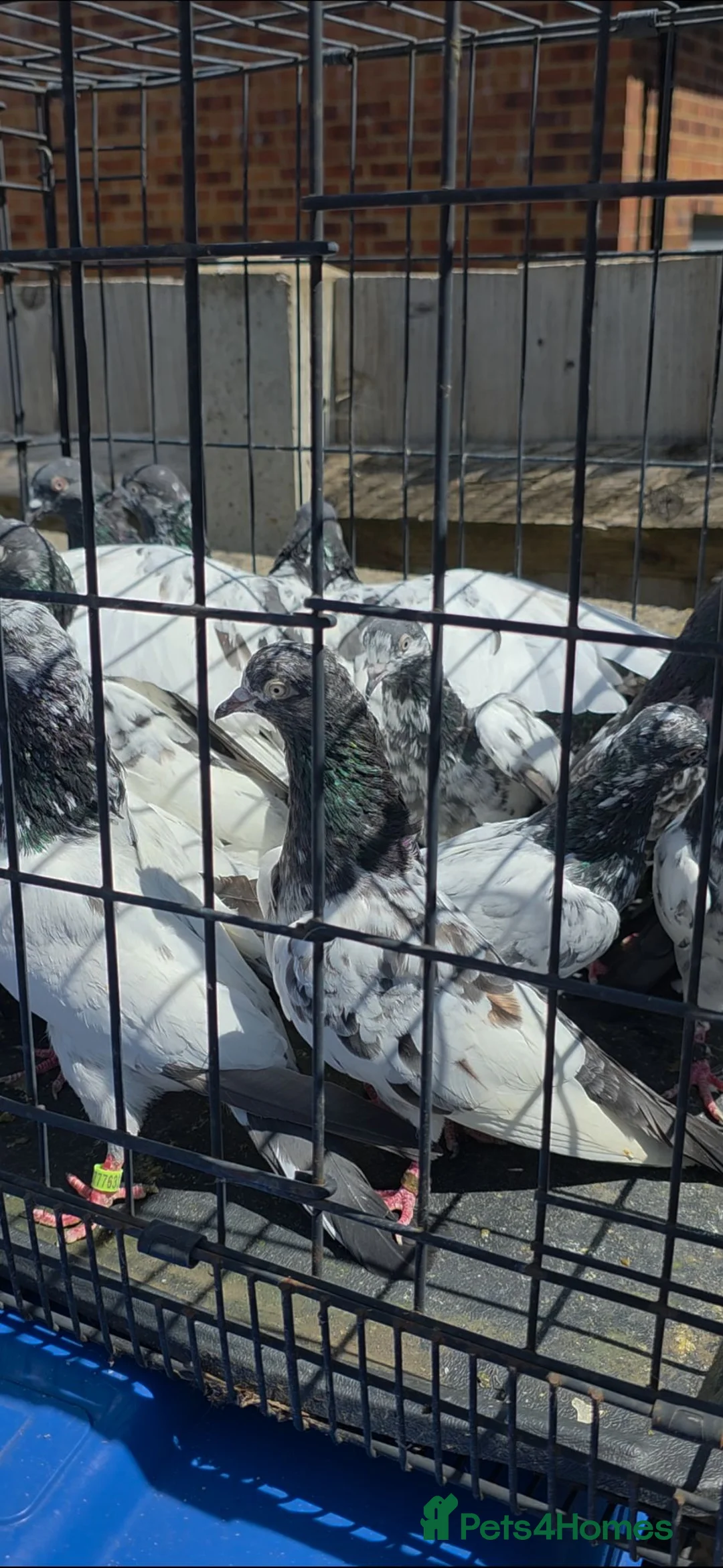 Mixed Breed birds for sale: PIGEONS FOR SALE  in High Wycombe - Advert 8