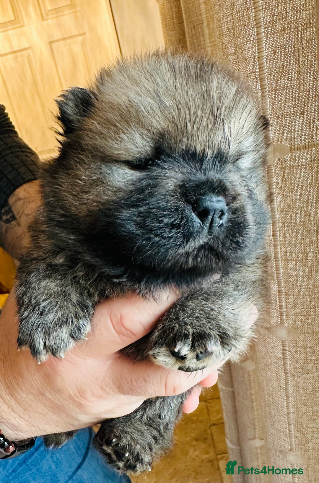 Chow Chow dogs for sale: Stunning KC registered Chow Chow puppies  - Advert 9