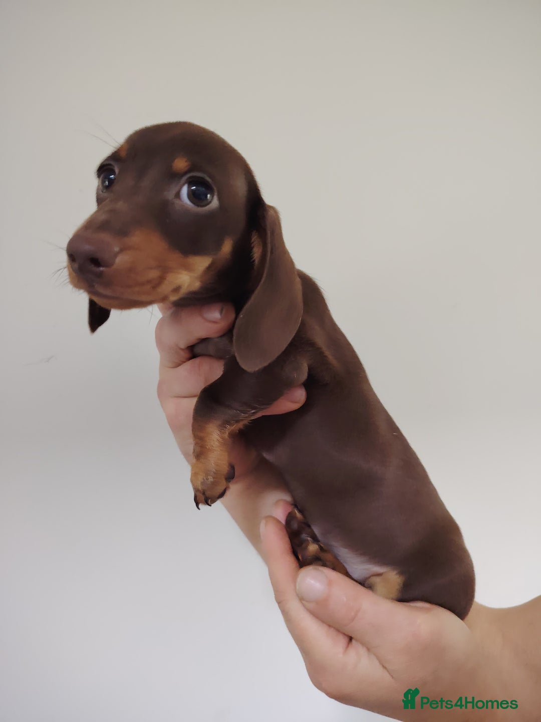 Miniature Dachshund dogs for sale: Fully vaccinated smooth heared dachound - Advert 8