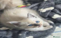 Ragdoll cats for sale: ⭐️BLUEPOINT RAGDOLL KITTEN ⭐️ - Image 38