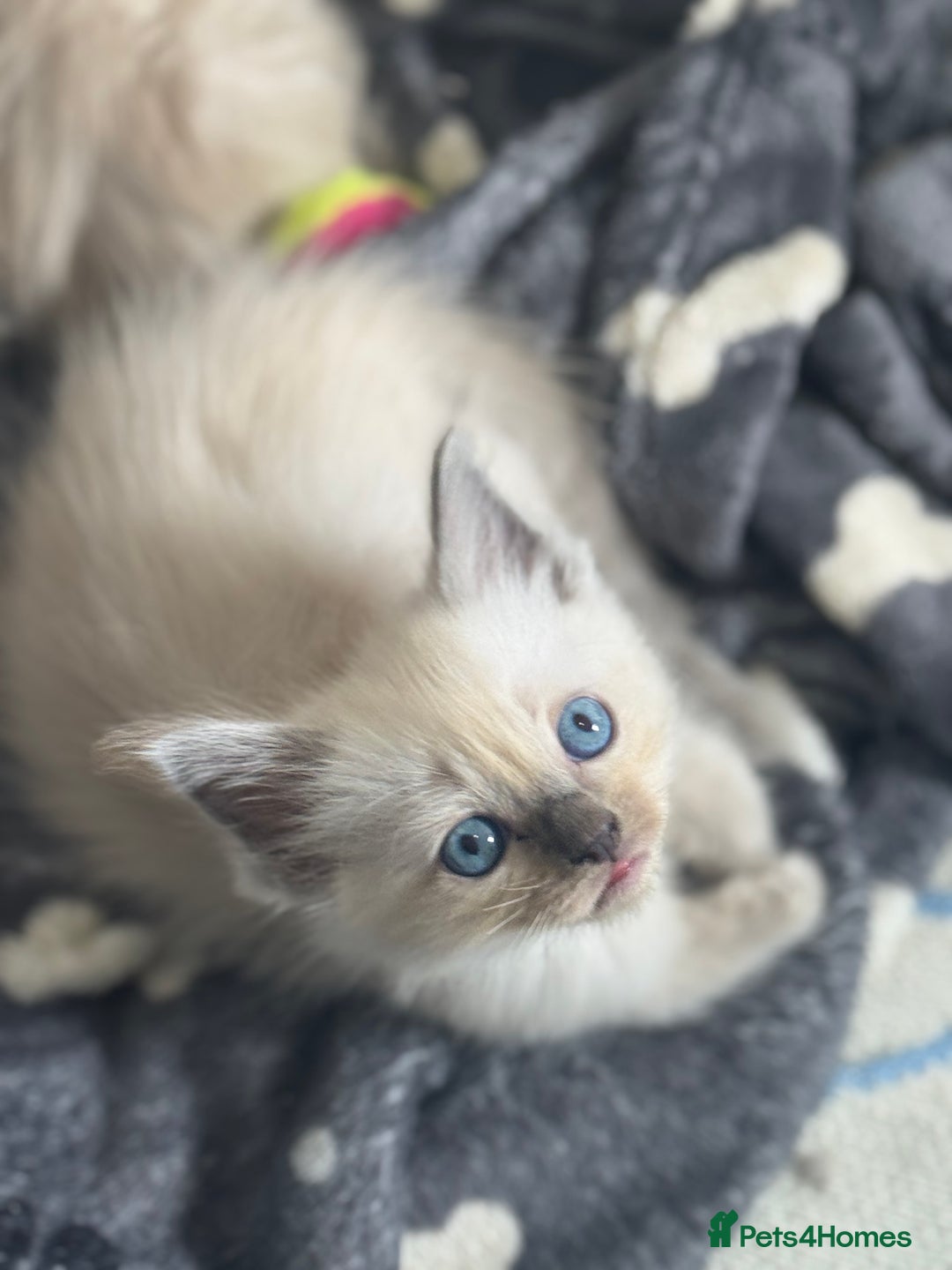 Ragdoll cats for sale: ⭐️BLUEPOINT RAGDOLL KITTEN ⭐️ - Image 38