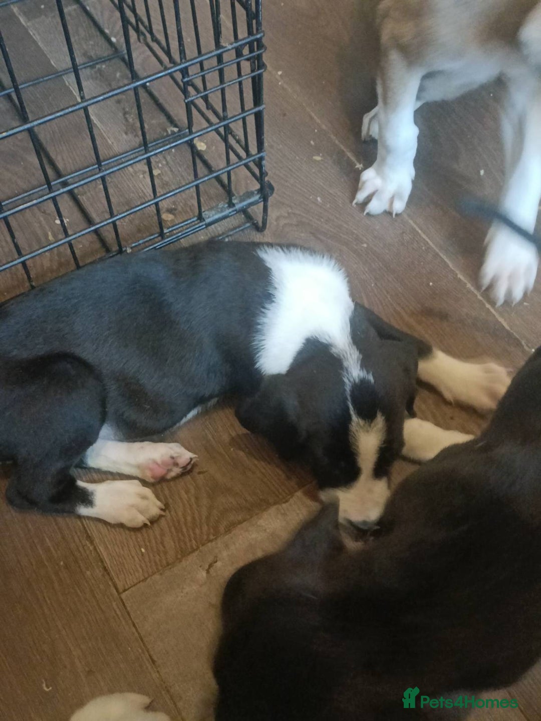 Mixed Breed dogs for sale: Puppies - Image 9