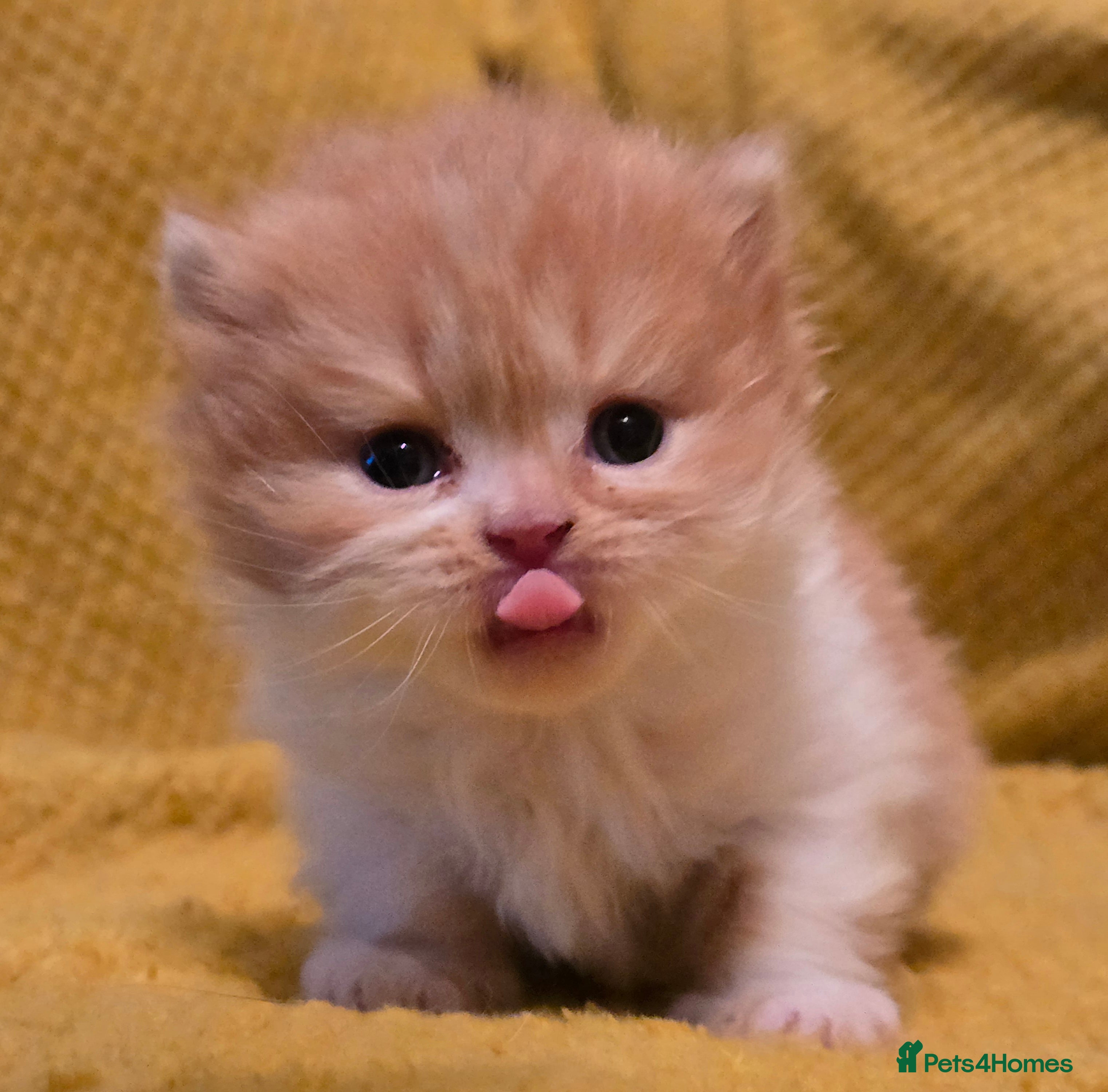 British Shorthair cats TICA registered British shorthair kittens - Advert 10