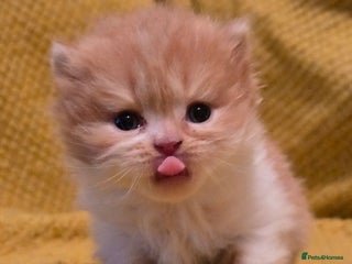 British Shorthair cats TICA registered British shorthair kittens - Advert 17