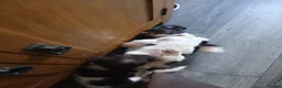 English Springer Spaniel dogs for sale: Springer spaniel - Advert 12