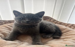 British Shorthair cats for sale: British shorthair kitten  - Advert 4