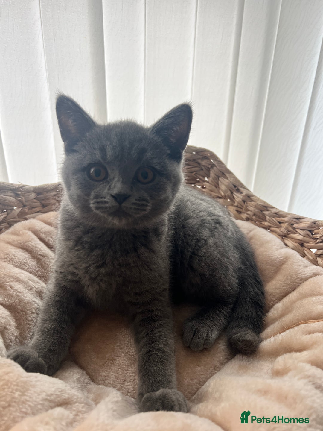 British Shorthair cats for sale: British shorthair kitten  - Advert 4