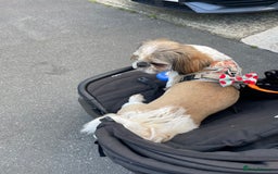Shih Tzu dogs for sale: 2yr old shih tzu male - Image 2