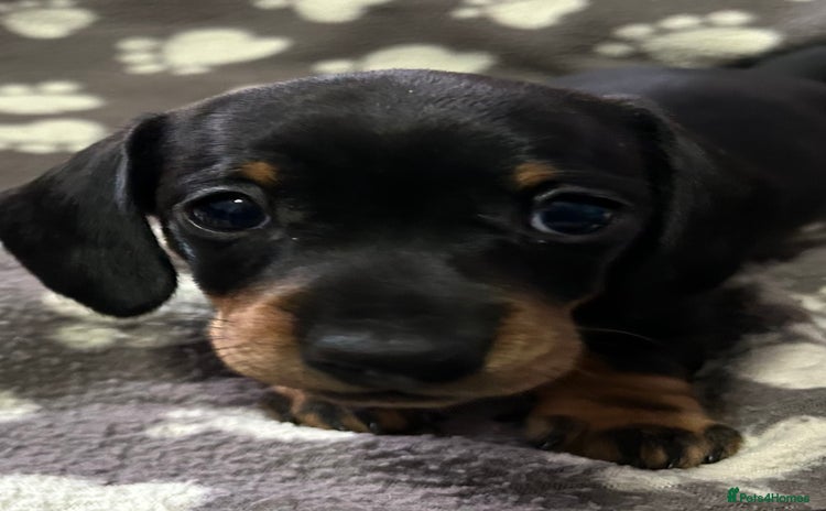 Miniature Dachshund dogs Stunning Miniature Dachshund Girl 🩷 - Advert 15