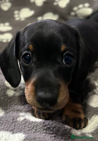 Miniature Dachshund dogs Stunning Miniature Dachshund Girl 🩷 - Advert 15