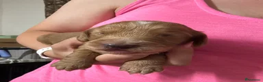 Cocker Spaniel 1