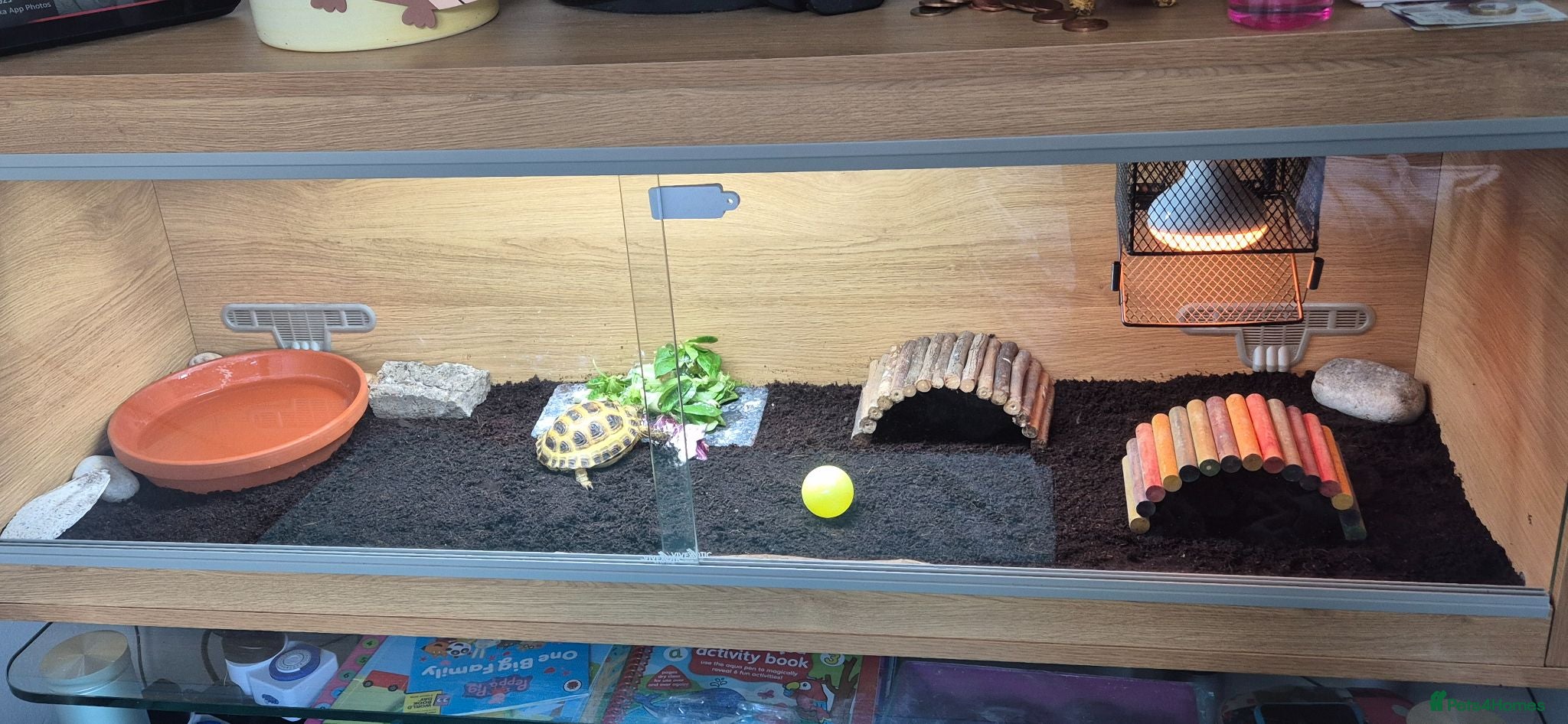 Tortoise reptiles Horsfield Tortoise & Set Up - Advert 1