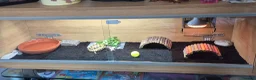 Tortoise reptiles for sale: Horsfield Tortoise & Set Up in London - Advert 1