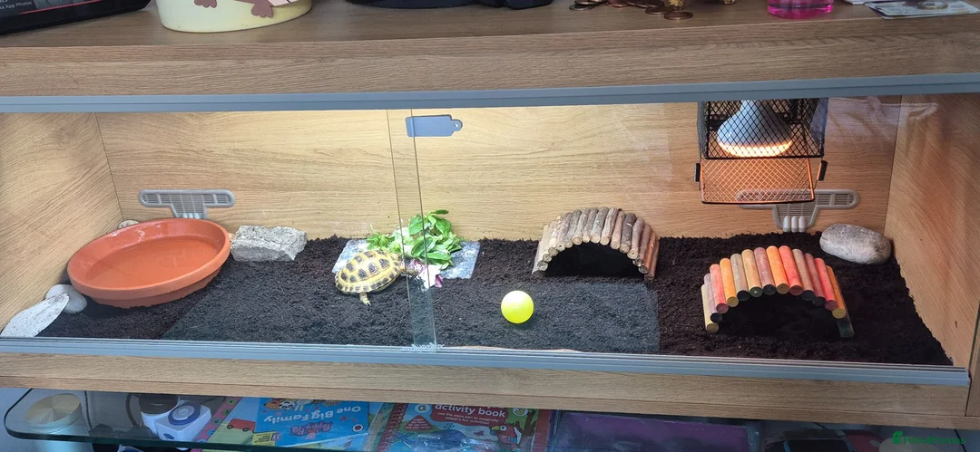 Tortoise reptiles for sale: Horsfield Tortoise & Set Up in London - Advert 1