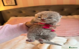 British Shorthair cats for sale: Pure British shorthair Champion line 😻🥇🏆 - Image 17
