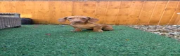 Miniature Dachshund dogs for sale: Miniature dachshund puppies - Advert 11