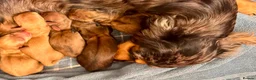 Miniature Dachshund dogs for sale: Long hair cream dachshund puppies for sale  - Advert 5