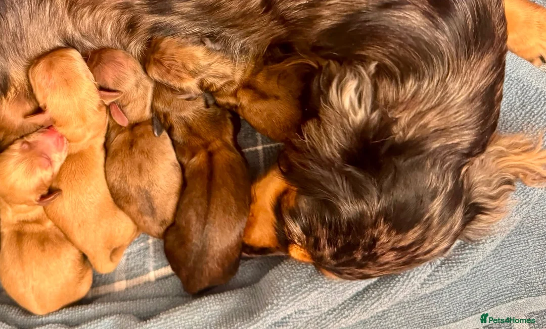 Miniature Dachshund dogs for sale: Long hair cream dachshund puppies for sale  - Advert 5