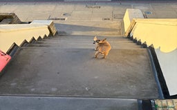 Mixed Breed dogs for sale: Mix breed jack Russel and chihuahua  - Image 1