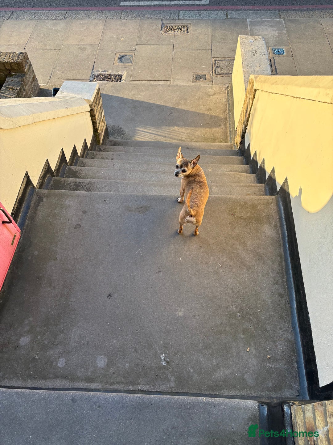 Mixed Breed dogs for sale: Mix breed jack Russel and chihuahua  - Image 1