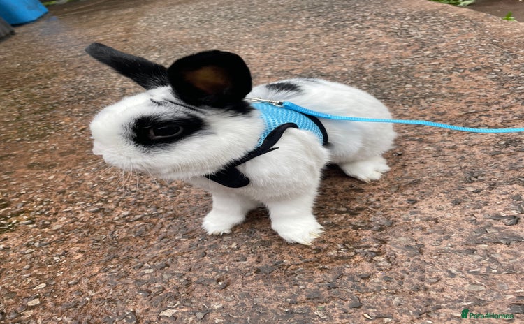 English rabbits - Advert 15