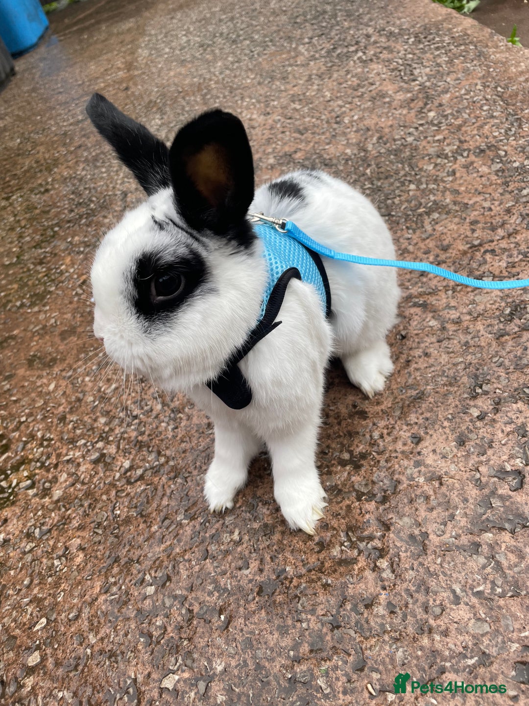 English rabbits for sale: Rocky the Rabbit  - Image 1