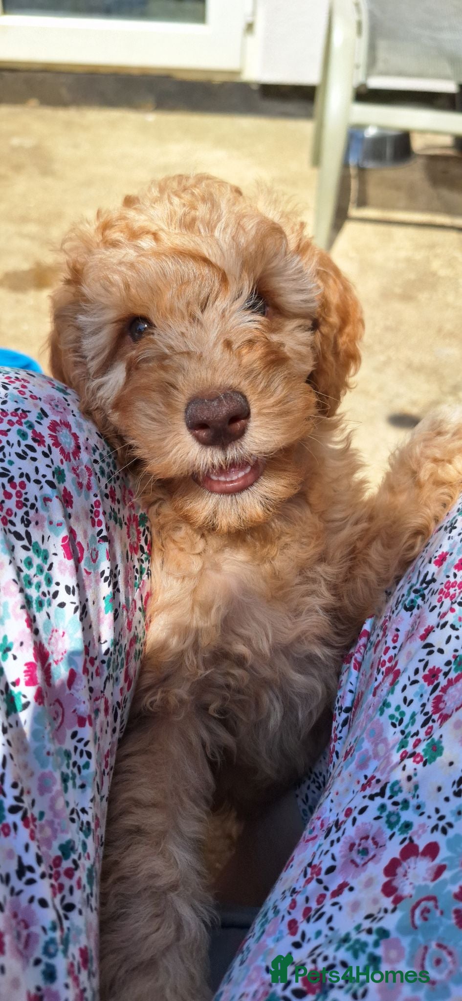 Mixed Breed dogs Cockerpoo X Miniature Australian Labradoodle  - Advert 1