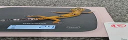 Leopard Gecko reptiles for sale: Various young leopard geckos for sale. Bolton.  in Bolton - Advert 6