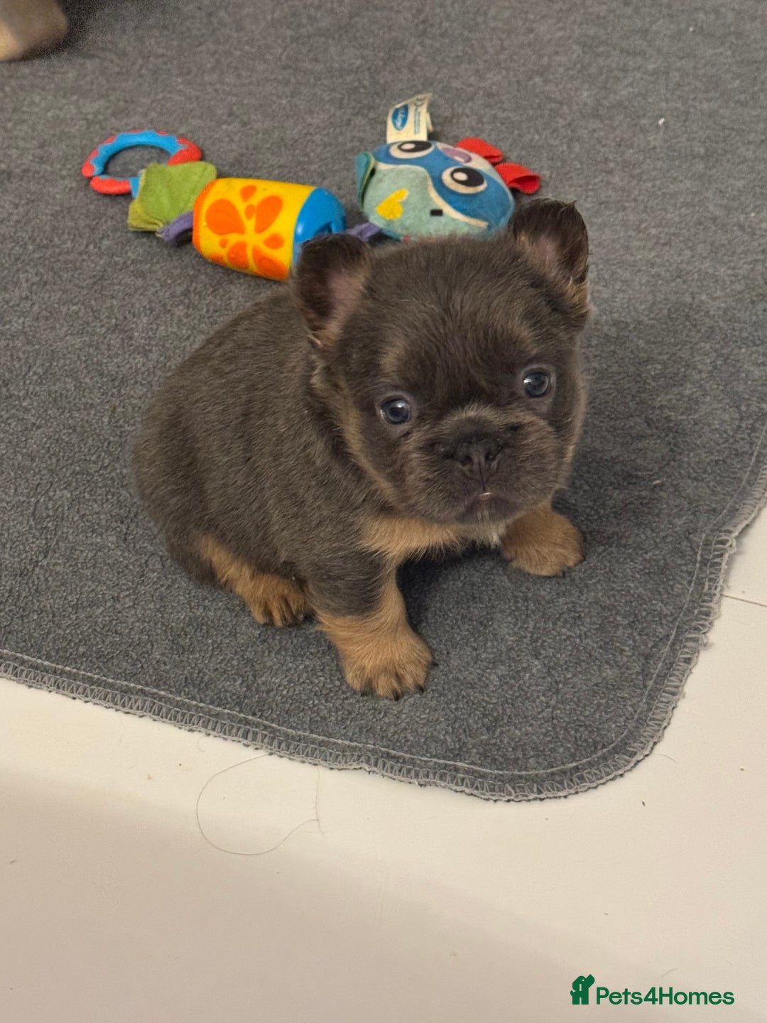 French Bulldog dogs for sale: Outstanding Frenchie pups  - Advert 2