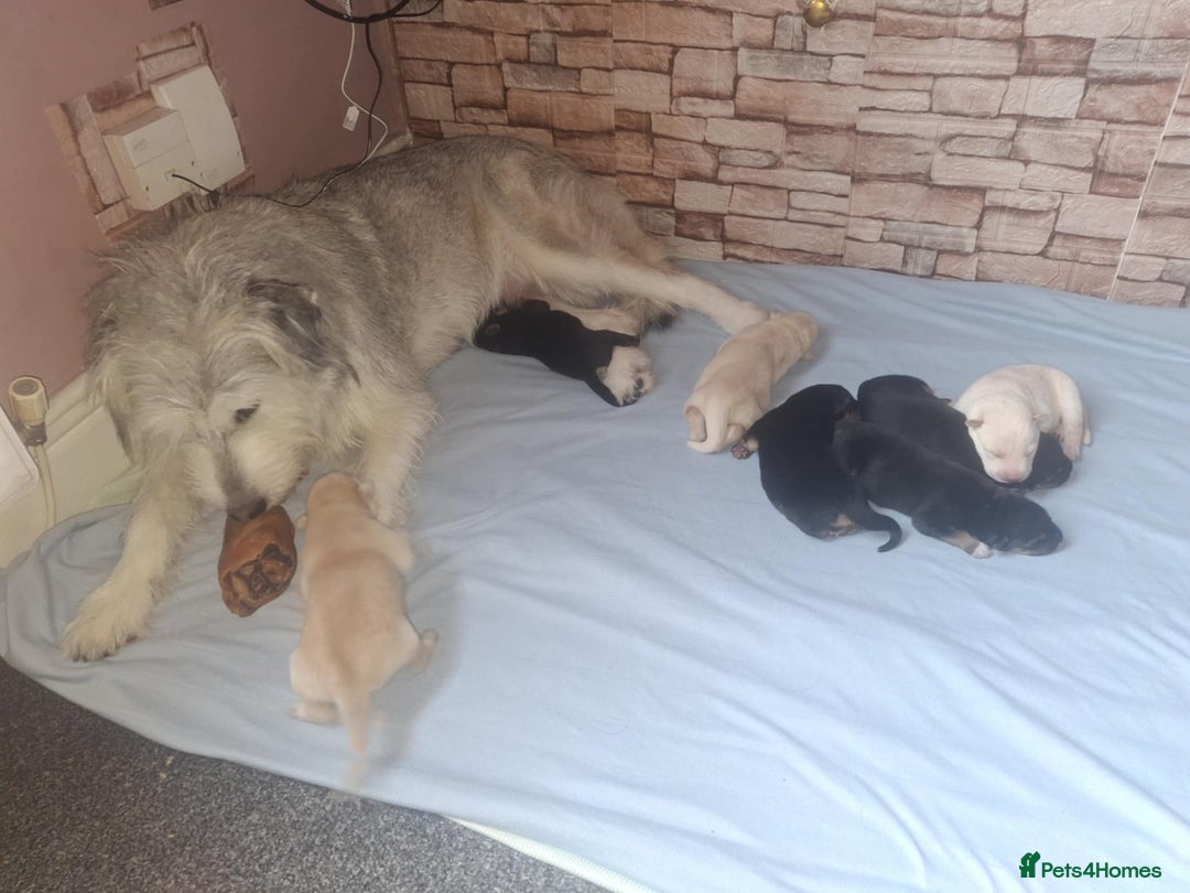Shepsky dogs for sale: 5 adorable shepskys  - Image 15