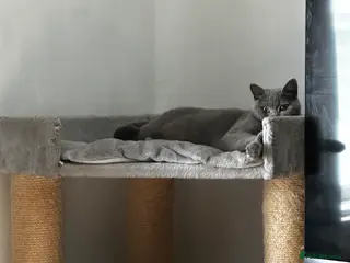 British Shorthair cats Two cats need rehoming - Advert 3