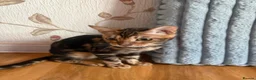 Mixed Breed cats for sale: Beautiful kittens ready now - Advert 10