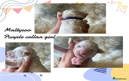 Maltipoo dogs for sale: Fully dna tested Maltipoos  - Image 8