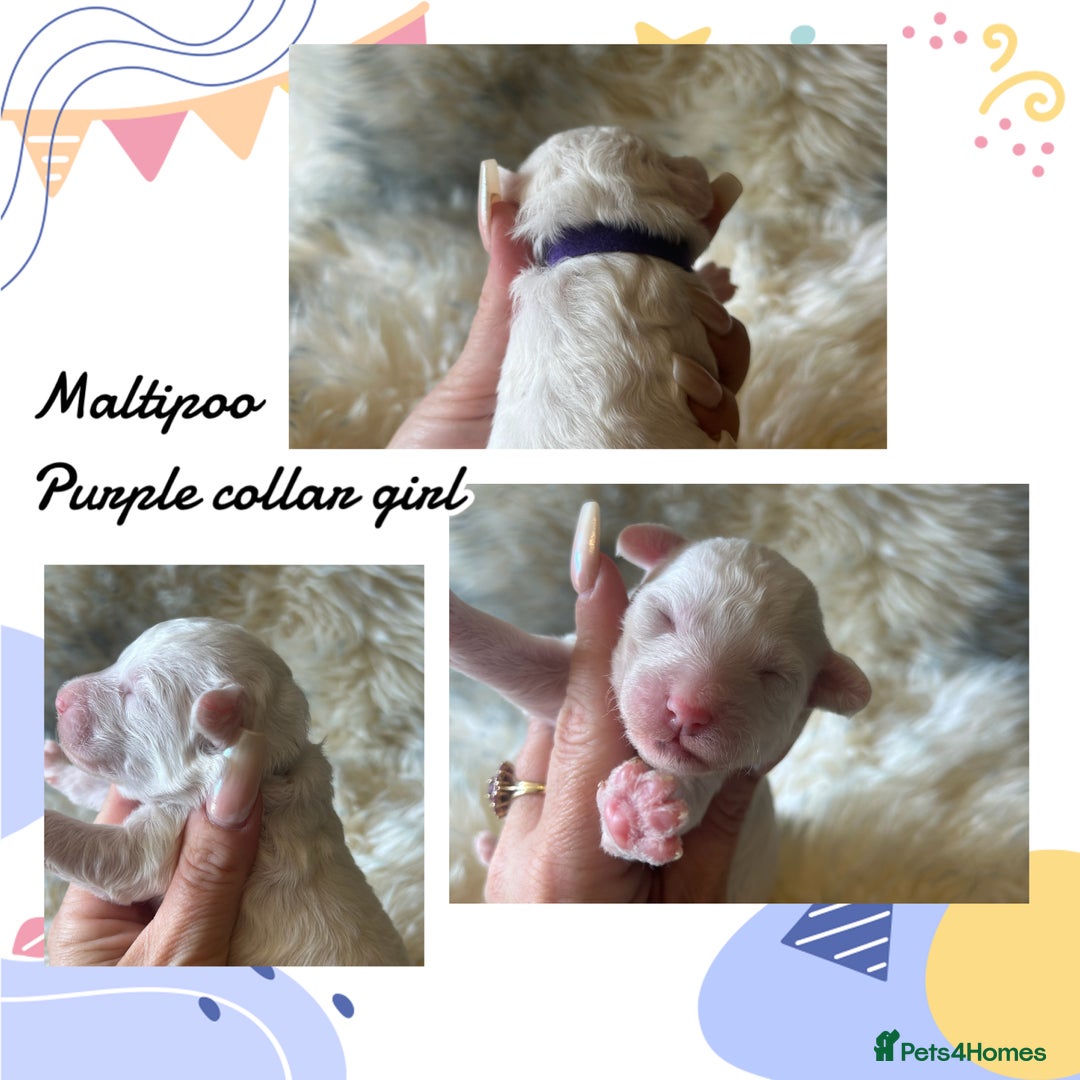 Maltipoo dogs for sale: Fully dna tested Maltipoos  - Image 8