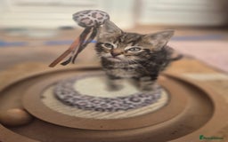 Maine Coon cats for sale: Maine coon x kittens - Image 4