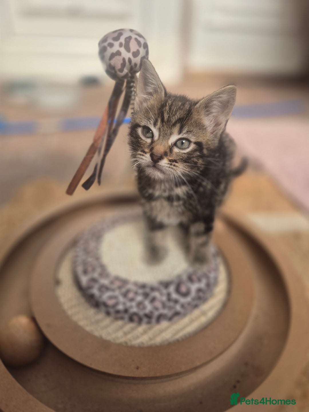 Maine Coon cats for sale: Maine coon x kittens - Image 4