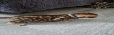Bengal 2