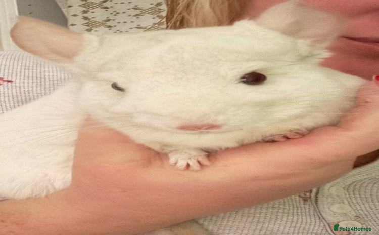 Chinchilla rodents - Advert 8