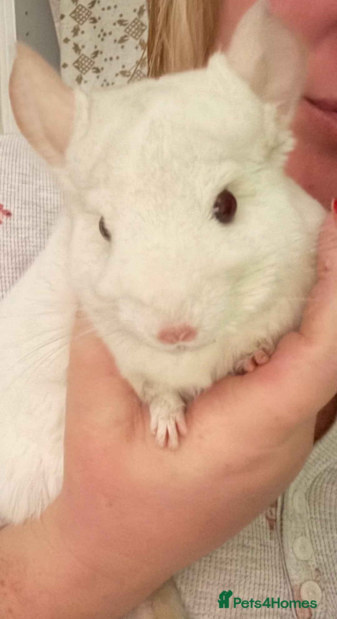 Chinchilla rodents for sale: Beautiful boy looking for his forever home. - Image 1