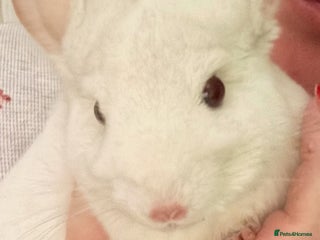 Chinchilla rodents - Advert 1