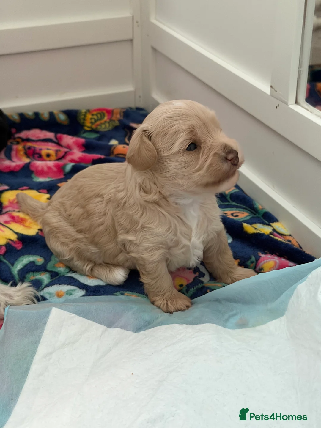 Maltipoo dogs for sale: Gorgeous rare colour maltipoo puppies  - Advert 7